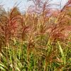 Miscanthus Early Hybrids